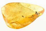 Fossil Flea Beetle (Galerucinae) in Baltic Amber #284689-1